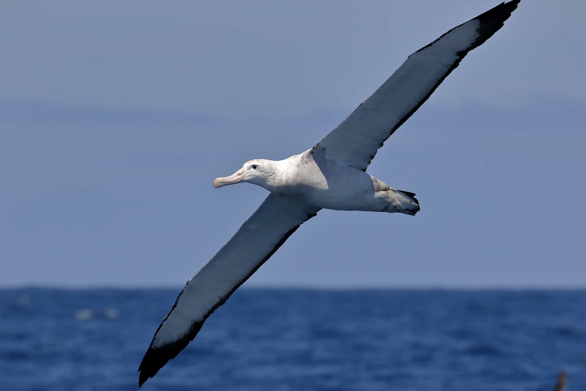 Wandering Albatross 11 Cool Facts About the Subarctic Bird
